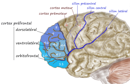 prefrontal1